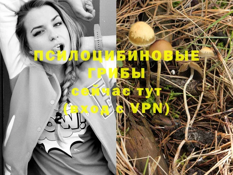 Псилоцибиновые грибы Magic Shrooms  дарнет шоп  Ангарск 